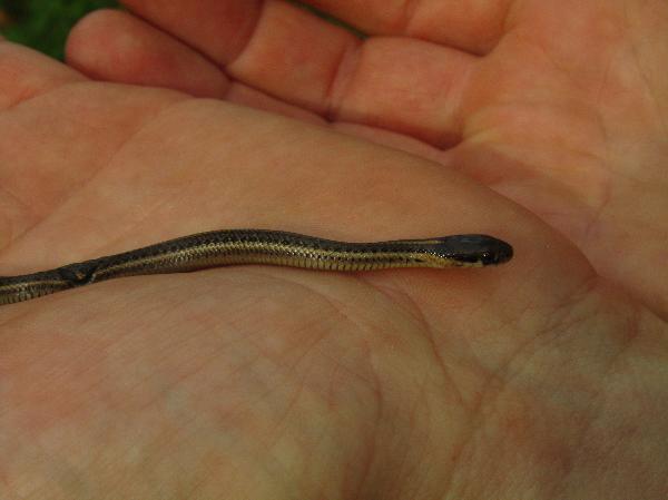 Photo of Thamnophis ordinoides by Celeste Paley
